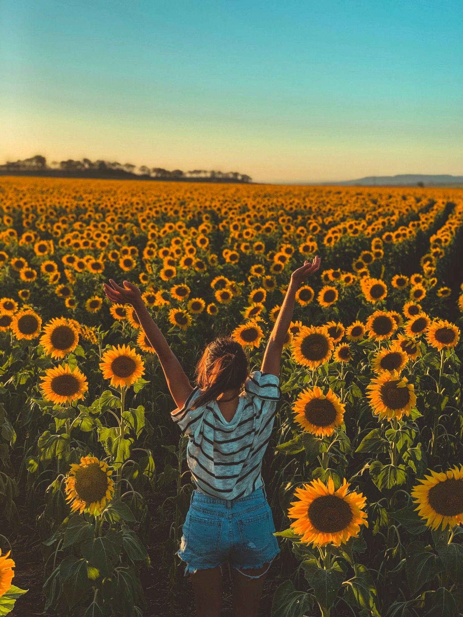 female in sunflower field