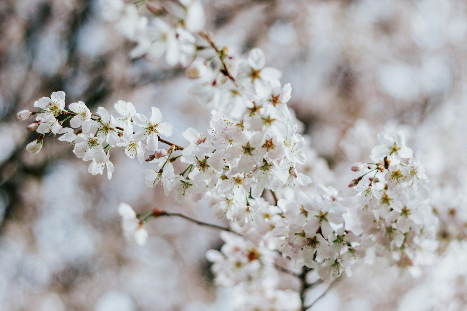 japanese blossom